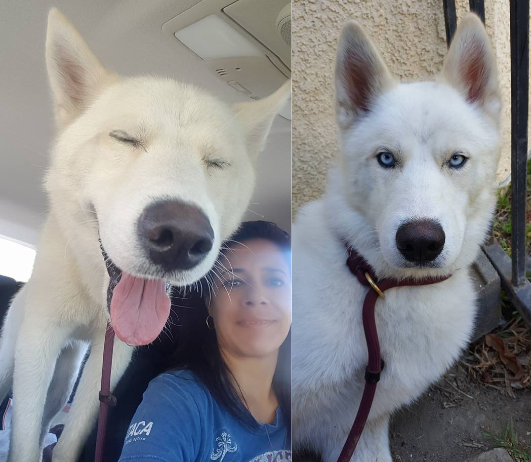 Lorena Zeballos, pictured with a male husky found in the Fair Oaks Ranch area.